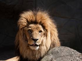 Ausflug zum Tierpark Hagenbeck