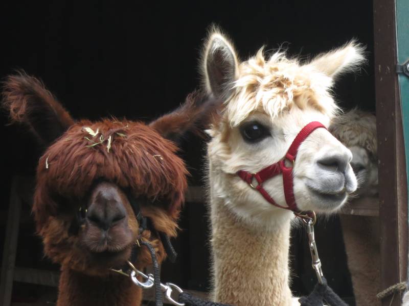 Besuch der Alpaccas